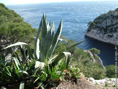 Entrée de la calanque d' En Vau, vue depuis le refuge.